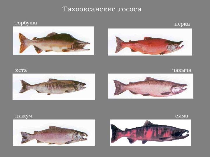 Рыба чавыча: характеристика, где обитает, отличие от кижуча