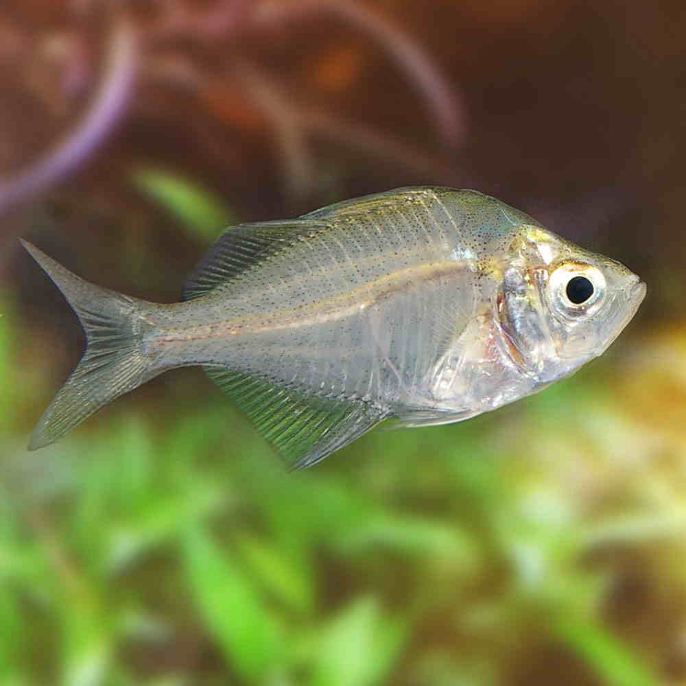Стеклянный окунь – прозрачная рыба для дома
