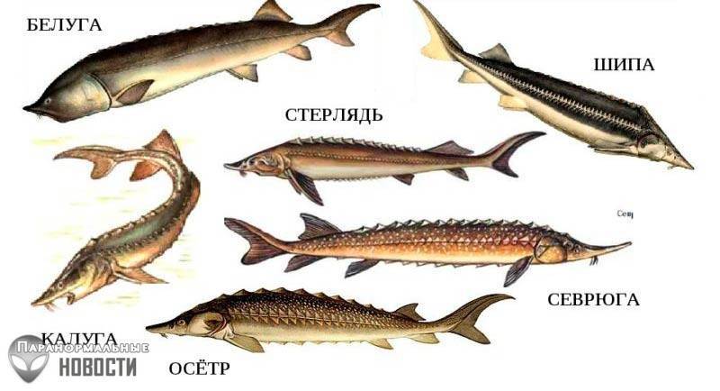 Стерлядь рыба. описание, особенности, виды, образ жизни и среда обитания стерляди | живность.ру