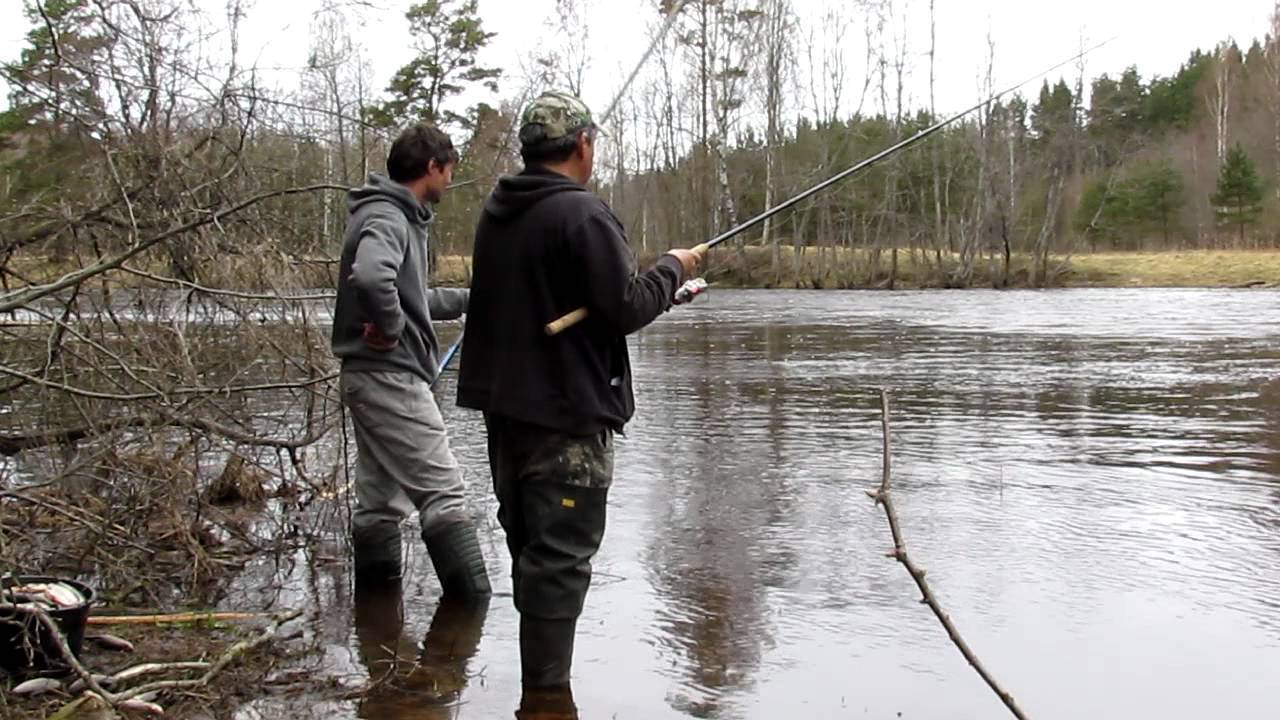 Рыбалка на плотву в апреле