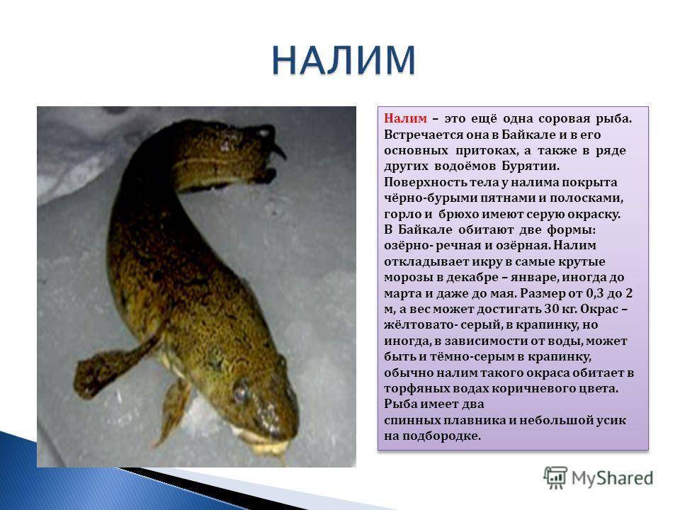 Рыба налим: описание и биологическая справка. способы ловли по сезонам