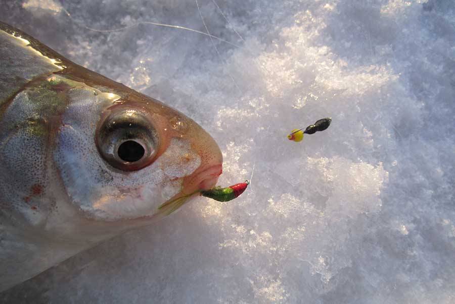 Рыболовам на заметку: ловля леща и подлещика зимой на мормышку и другими способами