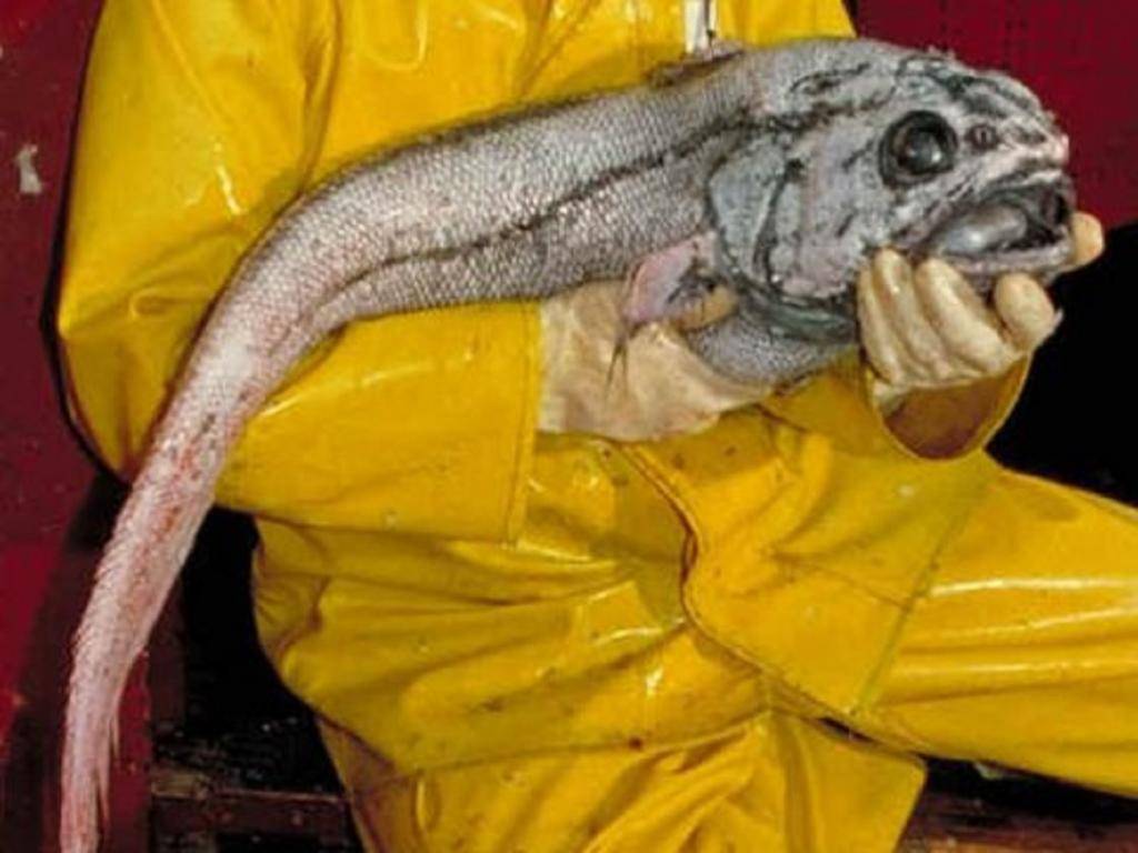 Макрурус (хоки): что за рыба, фото, описание, где водится, как приготовить, польза и вред