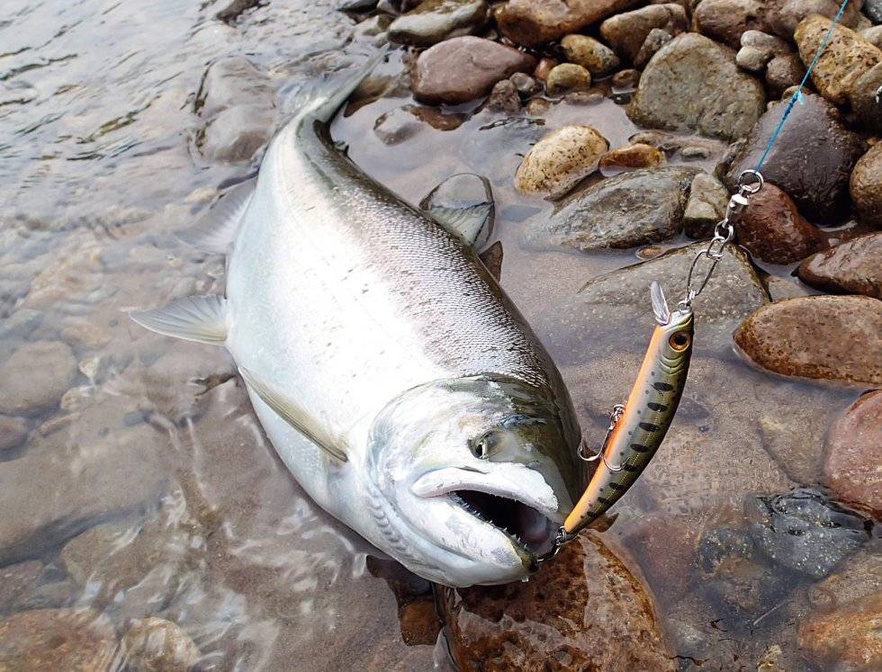 Незамерзающая река кольского полуострова: рыбалка и какая рыба водится
