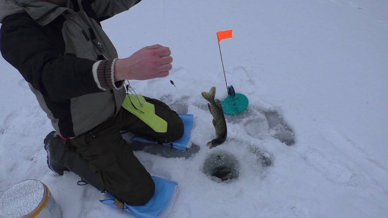 Ловля судака на жерлицы зимой, оснастка жерлицы на судака + видео