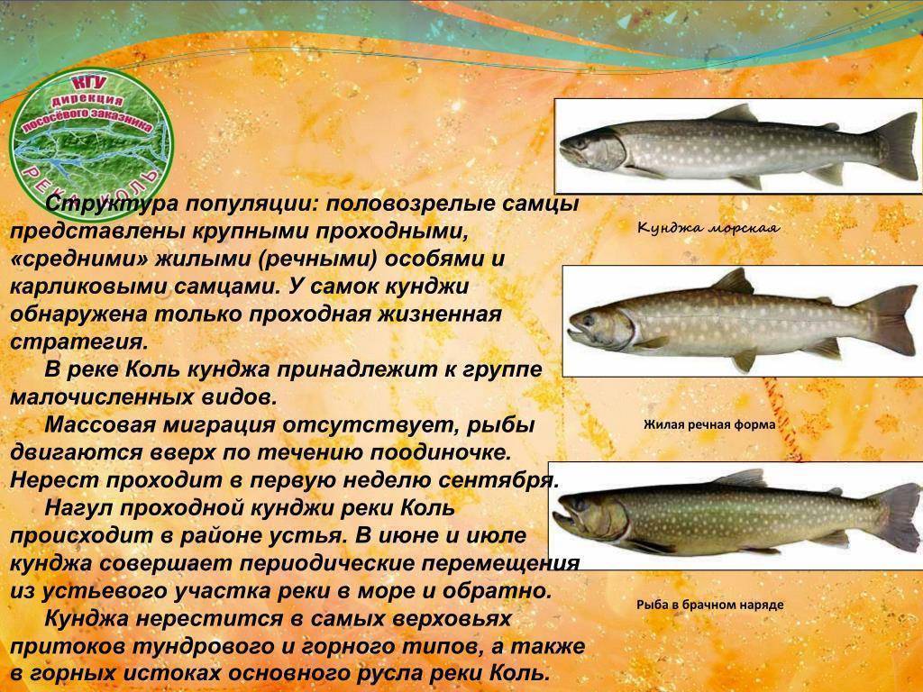 Рыба кумжа содержание полезных веществ, польза и вред, свойства
