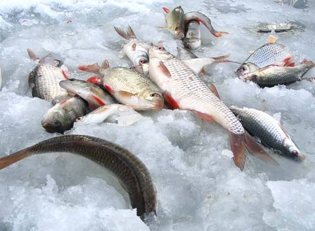 Ловля со льда: о поиске зимней рыбы и её ужении