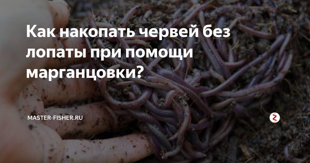 Уловистые способы как подготовить червя к рыбалке, о котором знают не все, и не обычный способ как найти червя