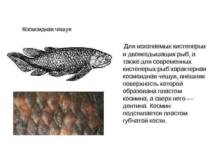 Рыбы без чешуи: названия, причины отсутствия чешуи