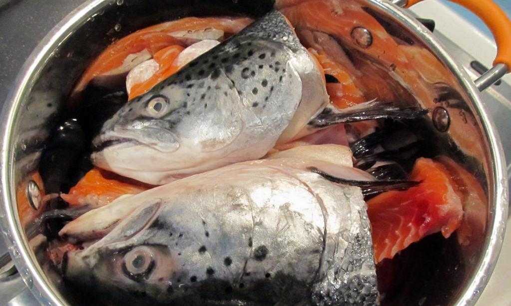 Рыба для ухи: как правильно выбрать вкусную рыбу, как варить