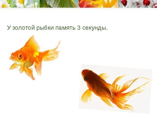 Память золотой рыбки 3 секунды. память рыбы – три секунды или больше? как работает память рыб