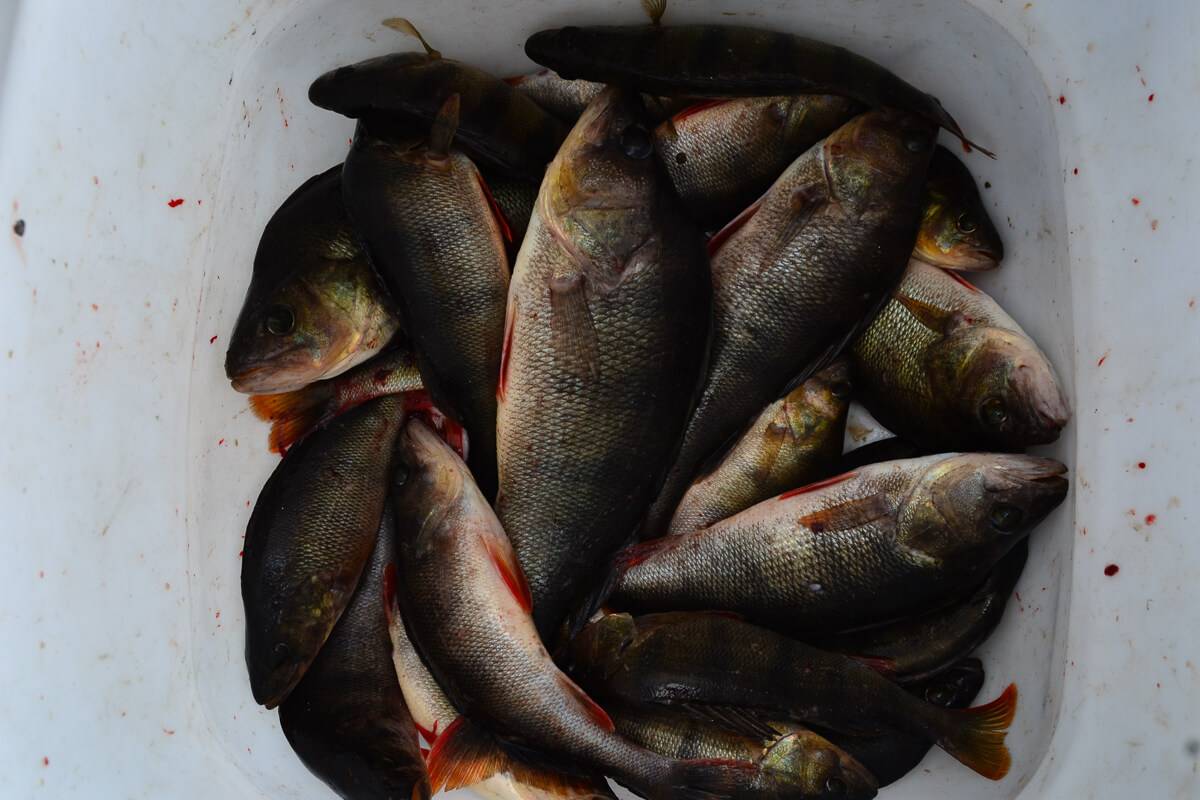 Рыбалка в калужской области 2018 - известные места