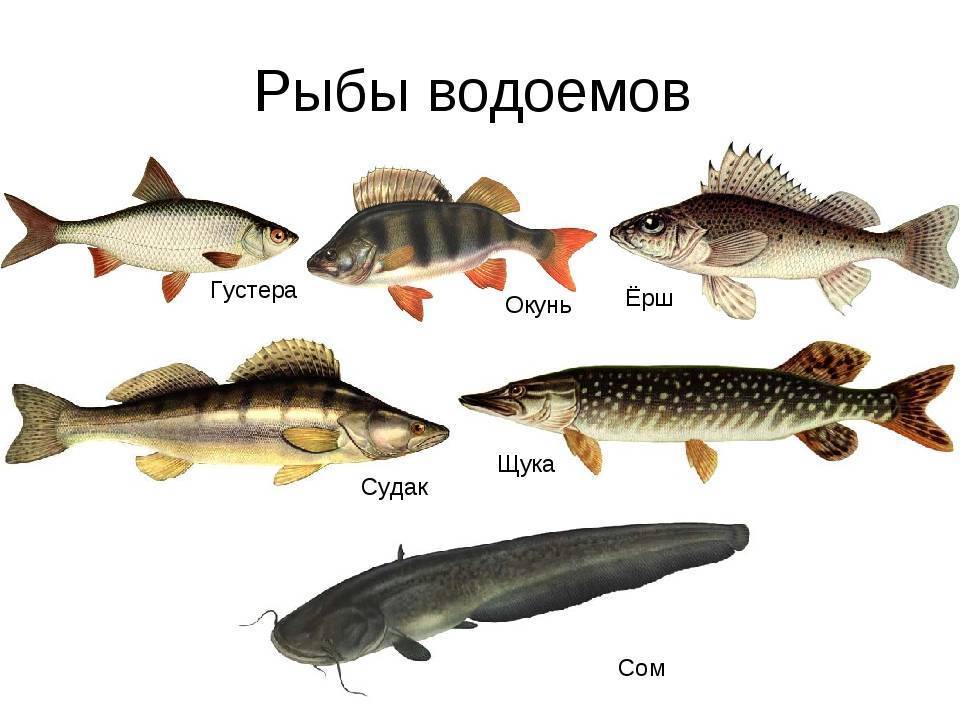 Донные речные рыбы, которые водятся на территории россии