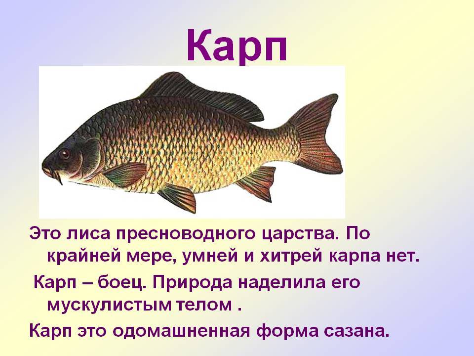 Рыба карп - полезные свойства и секреты приготовления