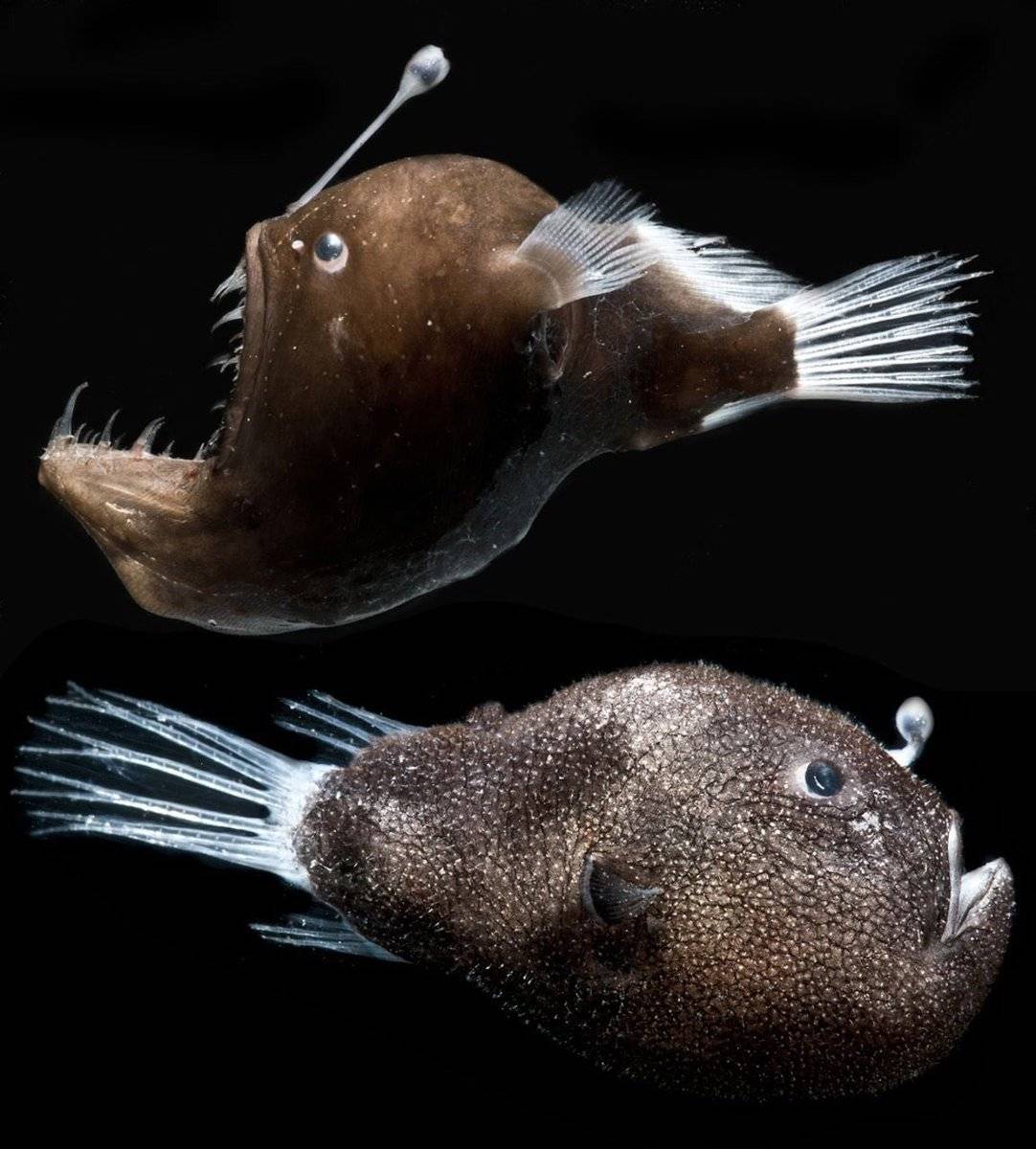 Рыба таррария с фонариком на лбу: характеристика, где обитает
