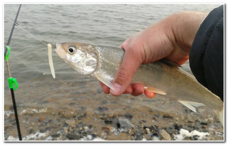 Сиг - описание рыбы, фото, снасти и способы ловли сига