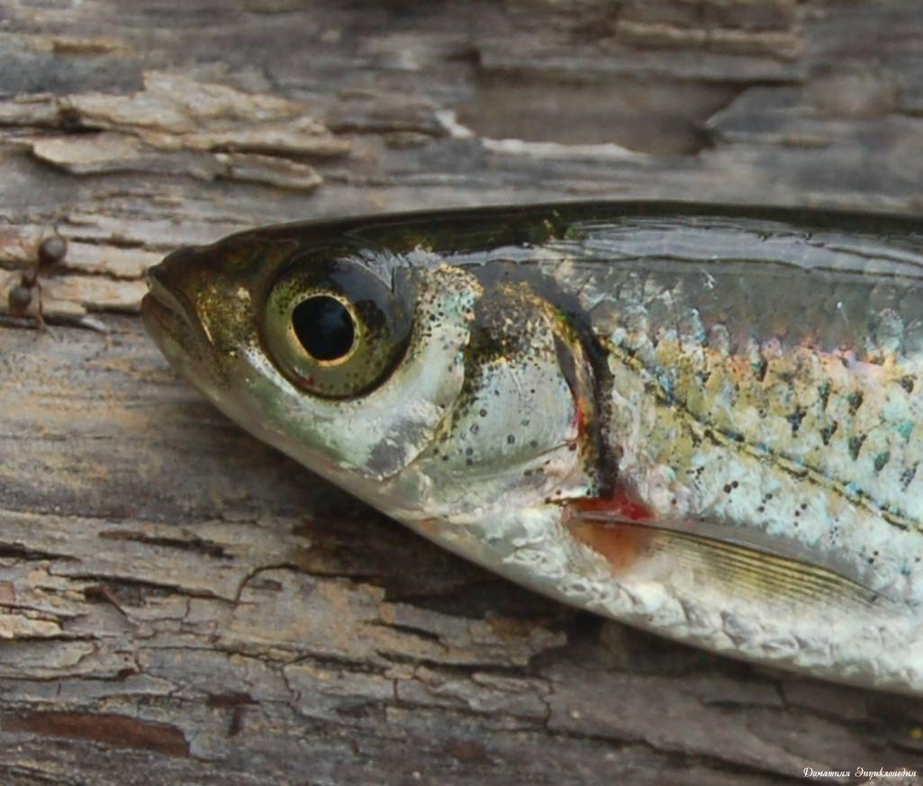 Рыба верхоплавка (верховодка, верховка): фото и описание, отличие от уклейки, на что ловить, ловля на поплавочную удочку, рецепт приготовления