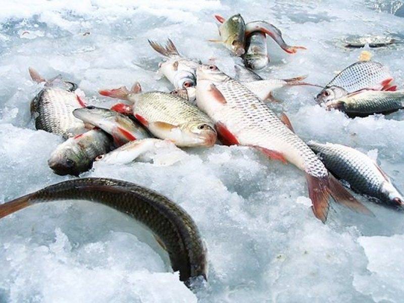 Рыбалка на сахалине: на море, на реках, лучшие рыболовные базы и время лова
