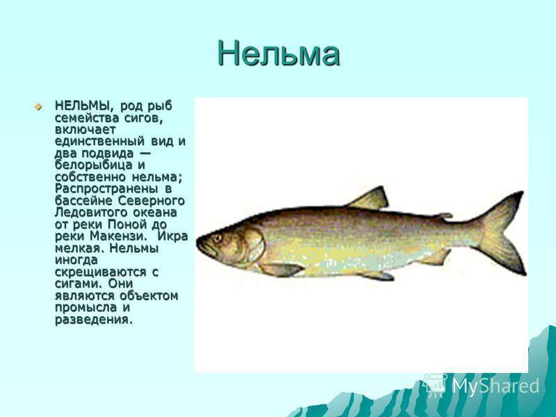 Белорыбица: что за рыба, где водится, описание, фото, как приготовить, польза