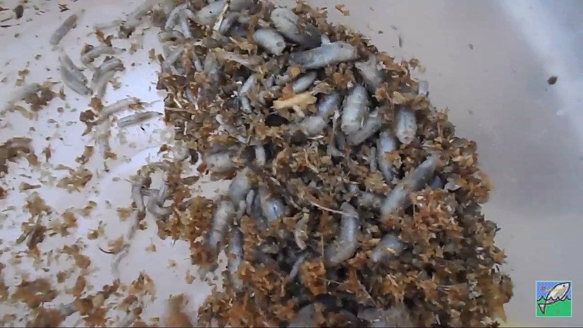 Как нужно хранить червей для рыбалки дома: советы