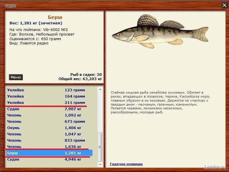 Берш и судак: описания рыб и их отличий, фото примеры, особенности способов ловли рыб этих пород