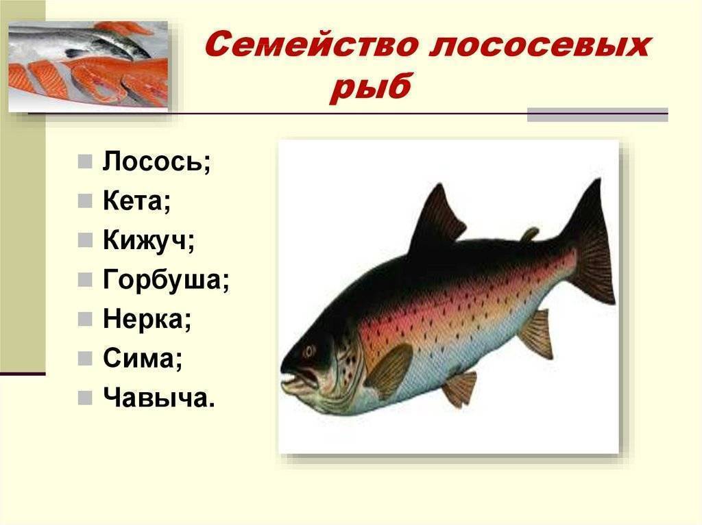 Рыба кета: фото и описание, как выглядит и где водится, морская или речная, как отличить самку от самца, где обитает в россии