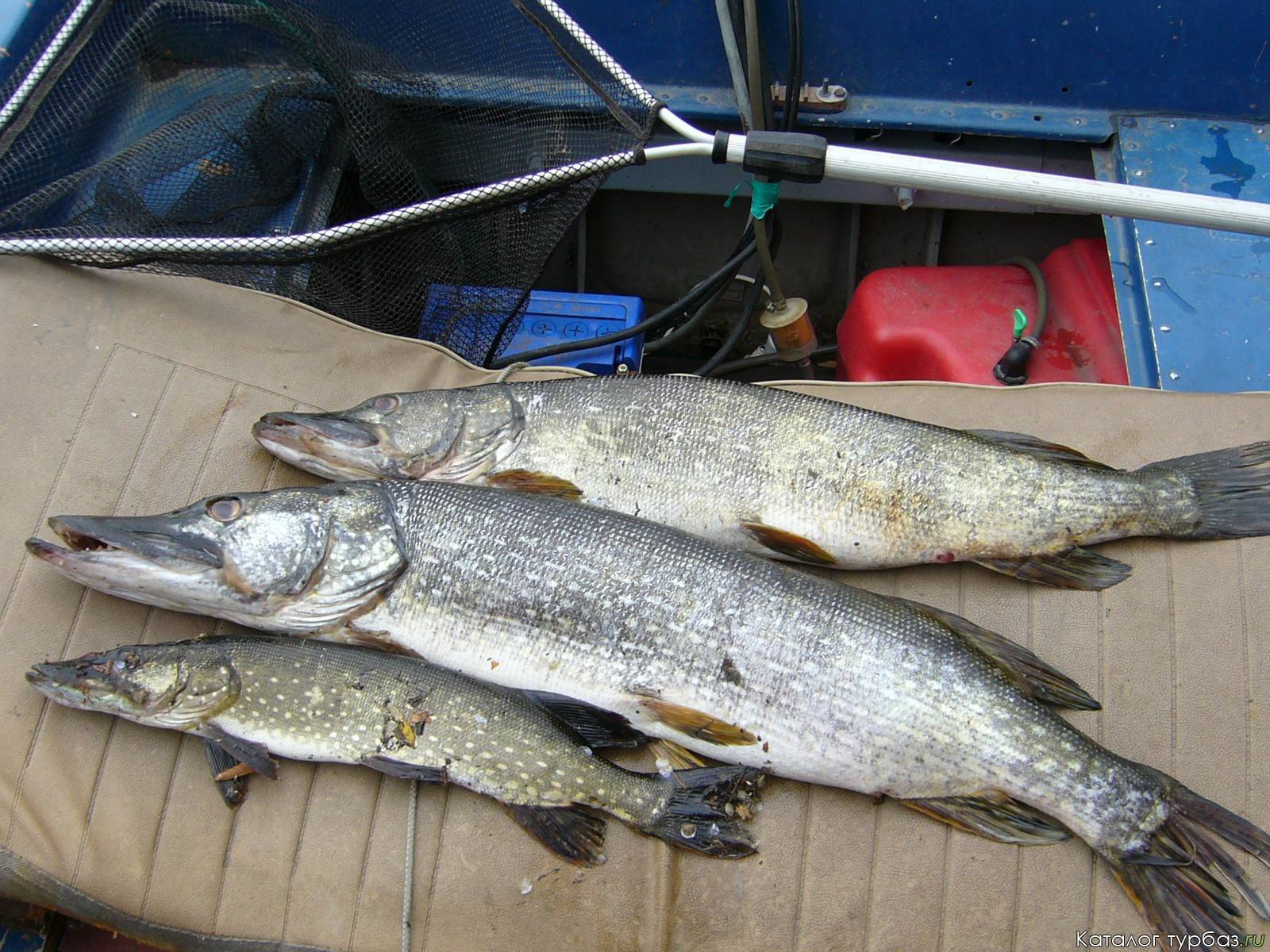 Рыбалка в тверской области: на что ловить, кого ловить и какие штрафы