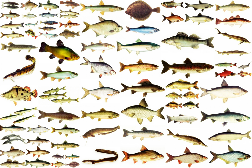 Самые крупные пресноводные рыбы мира. топ-10
