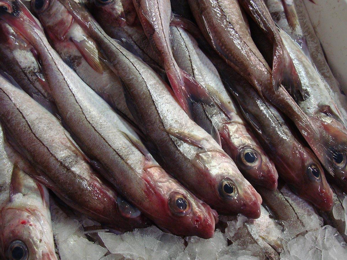 Польза от пикши: как выбирать, готовить и употреблять рыбу. имеет ли пикша вред, в каких количествах её можно употреблять