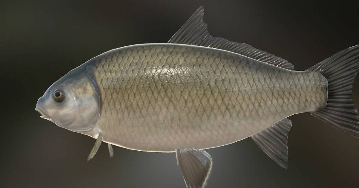 Буффало: фото, чем отличается от других рыб, от карася, в чём их разница и отличия