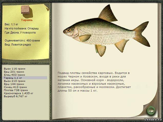 Плотва: описание рыбы, образа жизни и способов ловли, распространение, чем питается и где водится