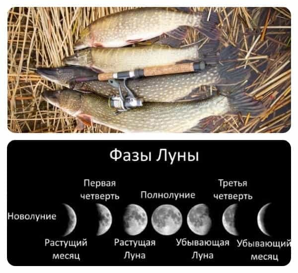 Влияние луны на клев рыбы — как лунные фазы действуют на водных обитателей