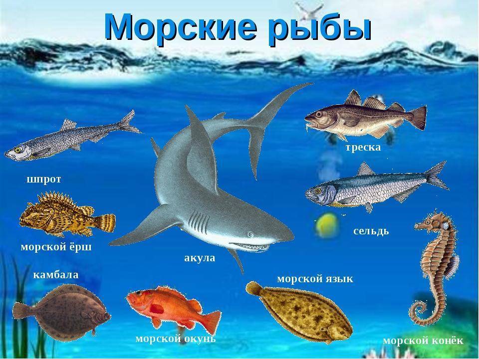 Виды рыб с фото и названиями :: syl.ru