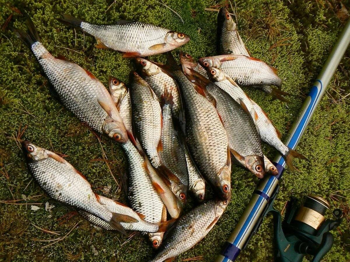 12 лучших мест для рыбалки в кемеровской области