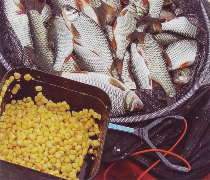 Кукуруза для рыбалки как насадка и прикормка - приготовление
