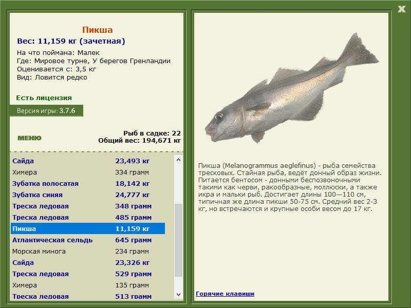 Рыба пикша: характеристика, места обитания, польза и вред