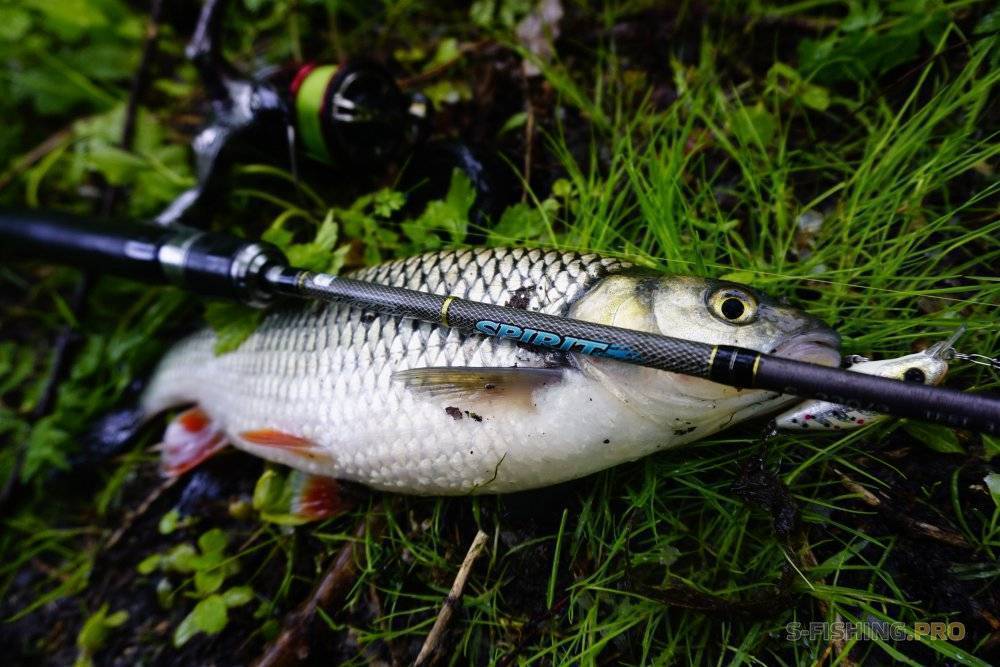 Как ловить голавля? рыбалка на голавля: оснастка :: syl.ru