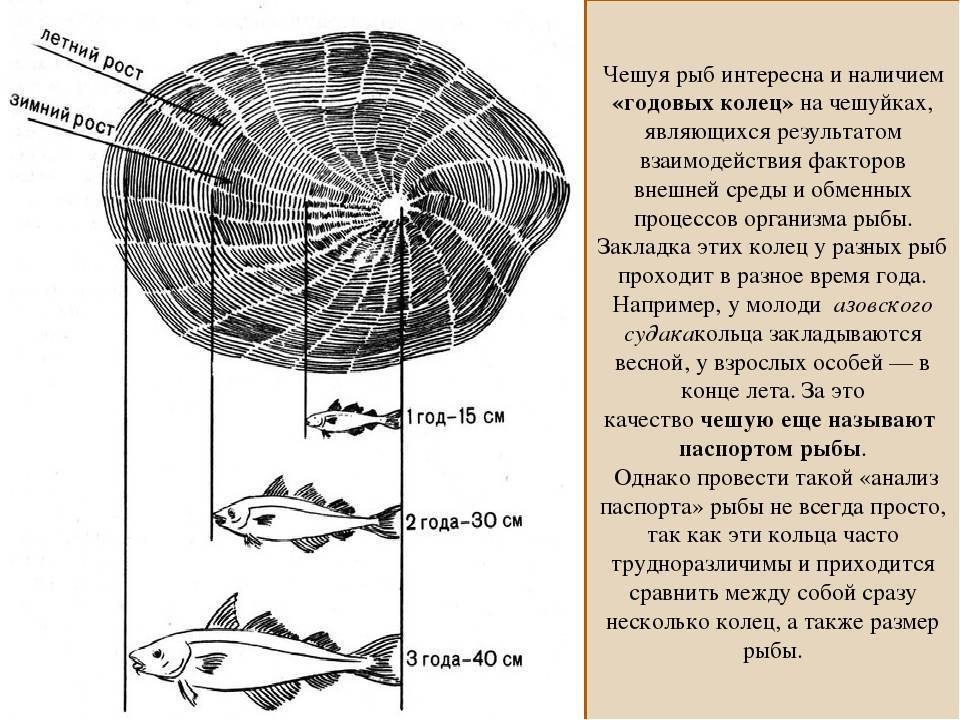 Как определить возраст рыбы по чешуе: особенности годовых колец