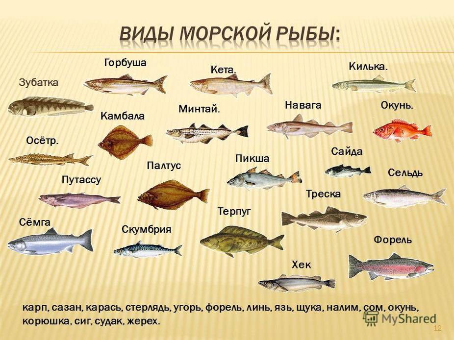 Красная рыба: полезные свойства. великолепный продукт.