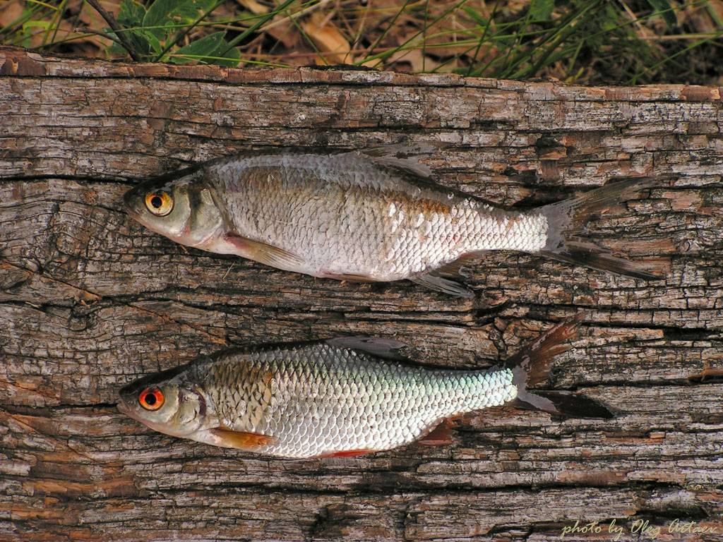 Чебак или плотва: тонкости ловли сибирской рыбы - читайте на сatcher.fish