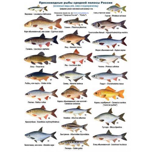 Пресноводные рыбы россии: с фото и названиями, речная рыба