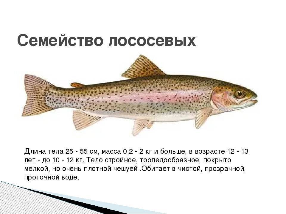 Вьюн фото и описание – каталог рыб, смотреть онлайн