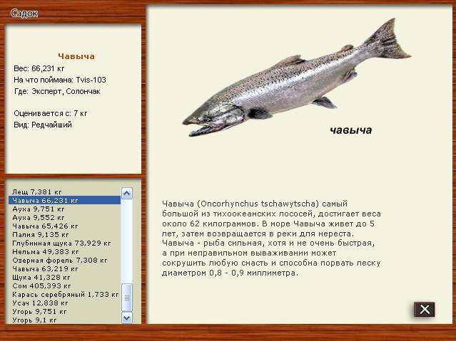 Вобла - описание рыбы, фото, снасти для ловли, прикормка, наживки