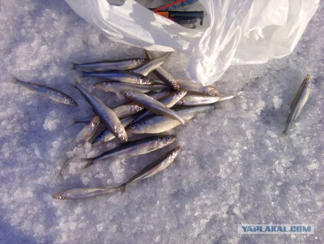 Рыбалка в финском заливе — летом скучать не придется!
