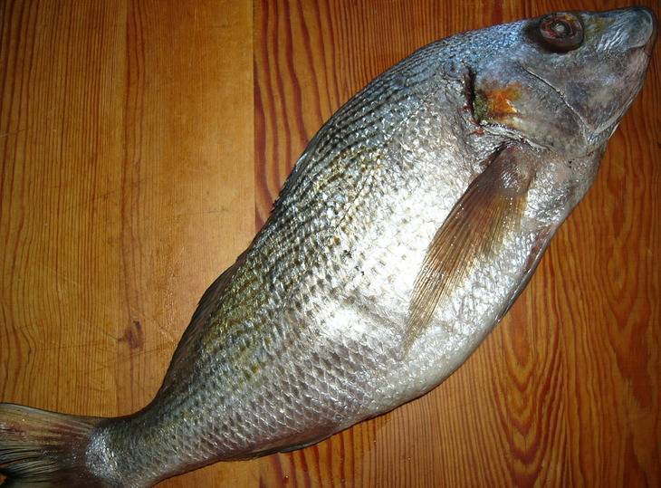 Простипома: характеристика рыбы и ее отличие от пентацегер, рецепт приготовления