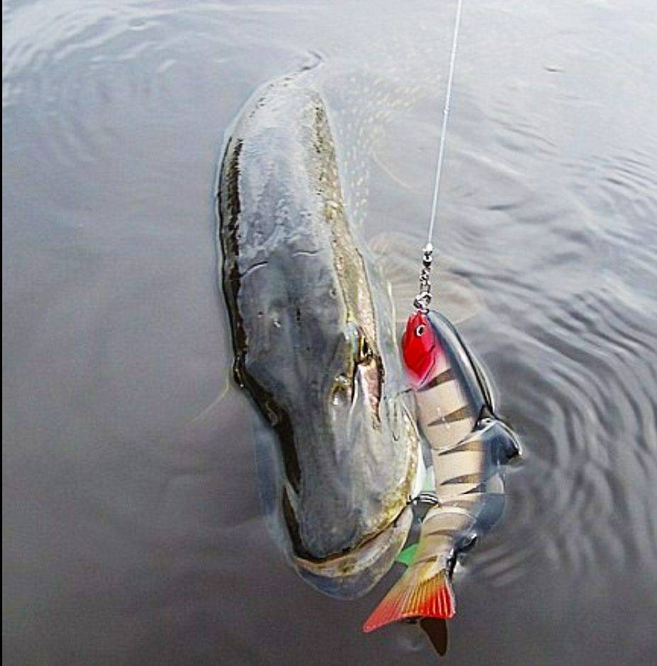 Рыбалка на спиннинг | спиннинг клаб - советы для начинающих рыбаков
ловля щуки осенью на спиннинг - секреты удачной рыбалки