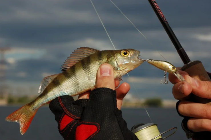 Ловля окуня на спиннинг осенью: как ловить, лучшие приманки для рыбалки