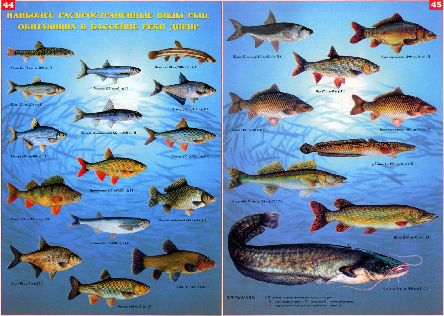 Рыбы семейства карповых: список видов пресноводных промысловых рыб