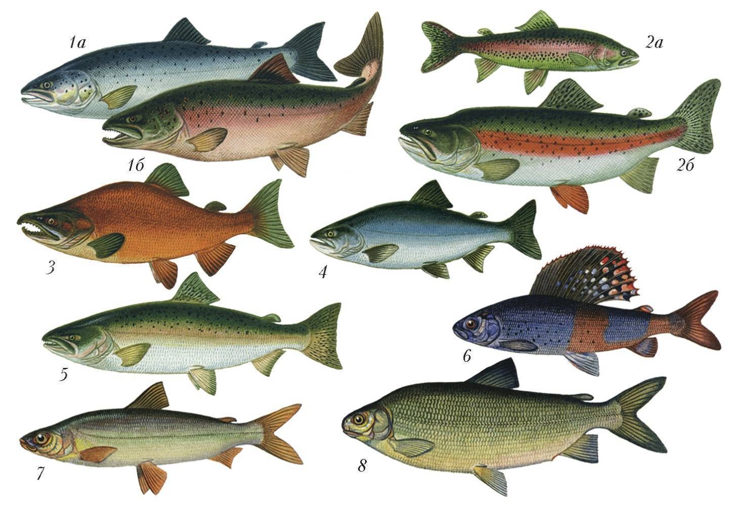 Красная рыба: виды, названия, список, состав, польза и вред, критерии выбора, цены, использование в кулинарии