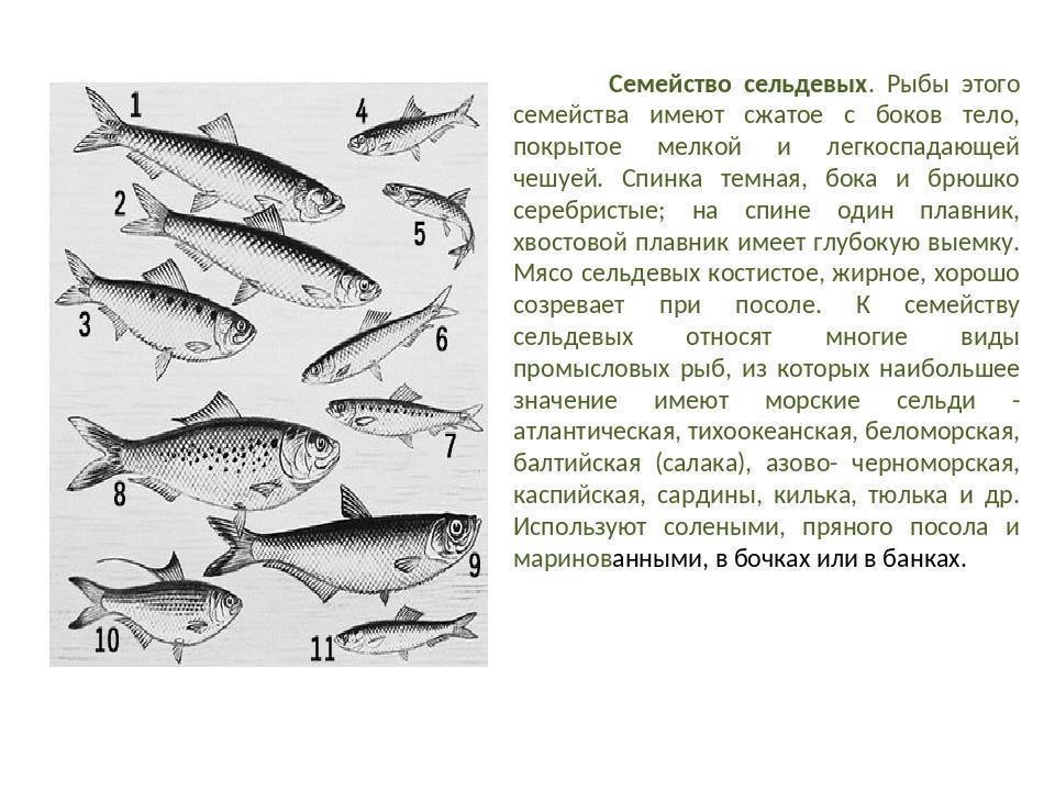 Рыба вьюн: описание внешнего вида и среда обитания, питание и размножение рыбы-пискуна